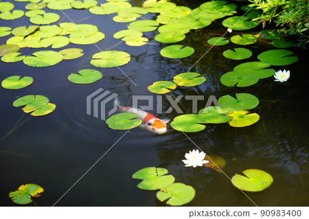 Koi in the pond of Kannonji, Kyotanabe City, Kyoto Koi in the pond of Kannonji, Kyotanabe City, Kyoto 90983400