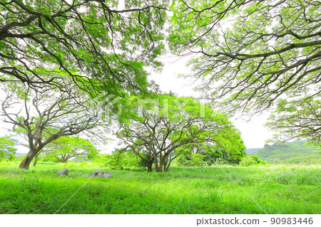 Bright green trees in a Hawaiian park Bright green trees in a Hawaiian park 90983446
