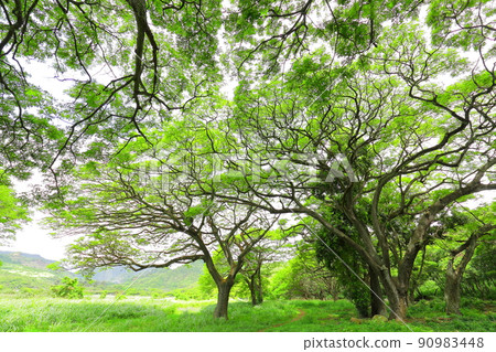 Bright green trees in a Hawaiian park Bright green trees in a Hawaiian park 90983448