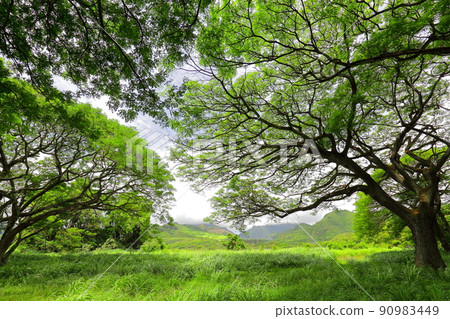 Bright green trees in a Hawaiian park 90983449