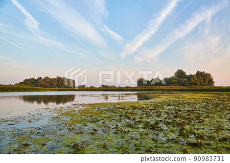 Lake water surface with plants 90983731