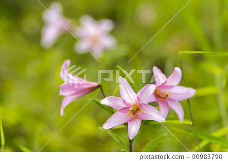 Naturally grown Himesayuri flower, Kitakata City, Fukushima Prefecture Naturally grown Himesayuri flower, Kitakata City, Fukushima Prefecture 90983790