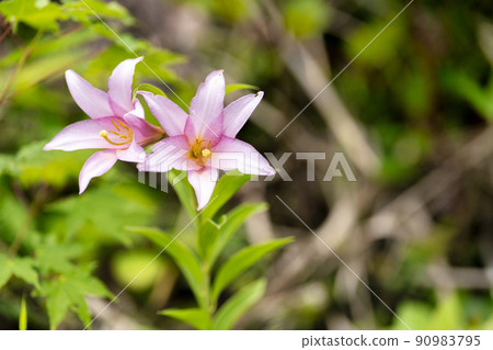 福島縣喜多方市自然生長的姬百合花 90983795