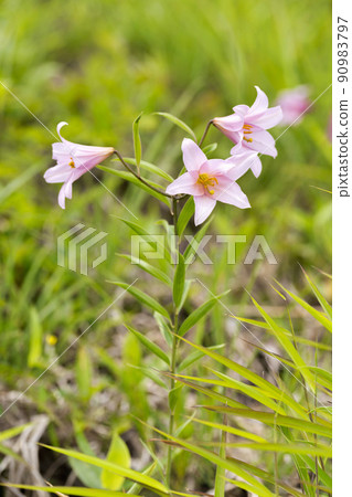 Naturally grown Himesayuri flower, Kitakata City, Fukushima Prefecture 90983797