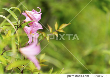 Naturally grown Himesayuri flower, Kitakata City, Fukushima Prefecture Naturally grown Himesayuri flower, Kitakata City, Fukushima Prefecture 90983798
