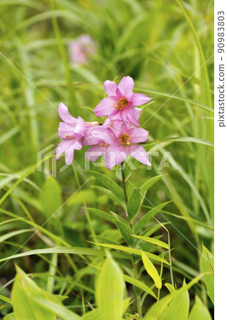 福島縣喜多方市自然生長的姬百合花 福島縣喜多方市自然生長的姬百合花 90983803