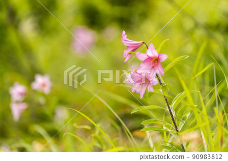 福島縣喜多方市自然生長的姬百合花 90983812