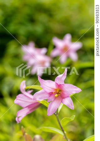 福島縣喜多方市自然生長的姬百合花 90983813