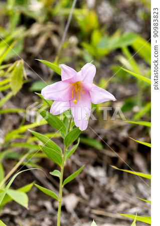 Naturally grown Himesayuri flower, Kitakata City, Fukushima Prefecture 90983823