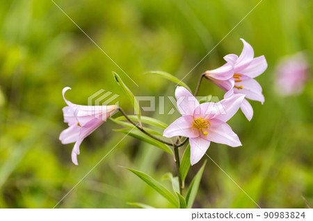 Naturally grown Himesayuri flower, Kitakata City, Fukushima Prefecture 90983824