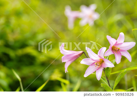 Naturally grown Himesayuri flower, Kitakata City, Fukushima Prefecture Naturally grown Himesayuri flower, Kitakata City, Fukushima Prefecture 90983826