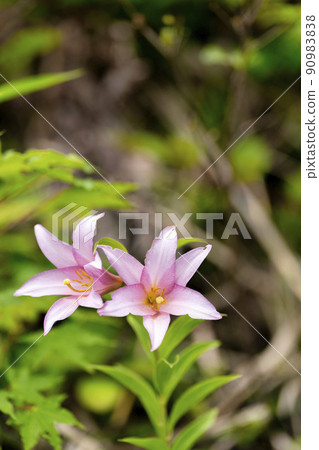 Naturally grown Himesayuri flower, Kitakata City, Fukushima Prefecture 90983838