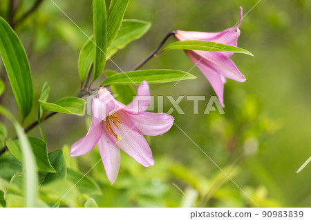 Naturally grown Himesayuri flower, Kitakata City, Fukushima Prefecture 90983839