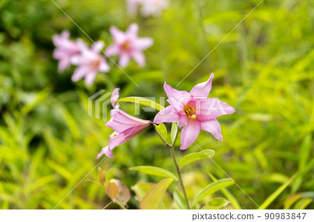 Naturally grown Himesayuri flower, Kitakata City, Fukushima Prefecture Naturally grown Himesayuri flower, Kitakata City, Fukushima Prefecture 90983847