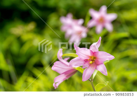 Naturally grown Himesayuri flower, Kitakata City, Fukushima Prefecture Naturally grown Himesayuri flower, Kitakata City, Fukushima Prefecture 90983853