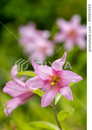 Naturally grown Himesayuri flower, Kitakata City, Fukushima Prefecture 90983854
