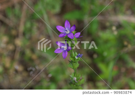 Flying snow Flying snow 90983874