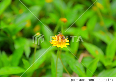 蜜蜂授粉 蜜蜂授粉 90984175