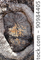 cracks on surface of old trees incomplete condition art of nature 90984405