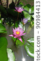 Beautiful purple lotuses bloom above the water, beautiful colors, green lotus leaves covering the water surface. 90984413