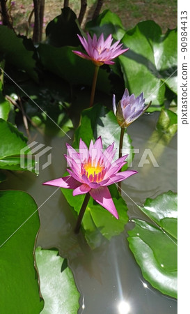 Beautiful purple lotuses bloom above the water, beautiful colors, green lotus leaves covering the water surface. Beautiful purple lotuses bloom above the water, beautiful colors, green lotus leaves covering the water surface. 90984413