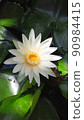 Beautiful white lotus flowers bloom above the water 90984415