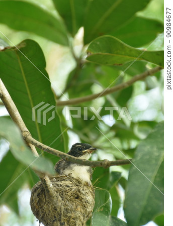 baby white throat fantail bird feeding by father and mother feeding in nest under mango tree baby white throat fantail bird feeding by father and mother feeding in nest under mango tree 90984677