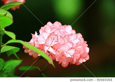 美繡球（繡球花、里程花、八仙花、瑪哩花） 90985008