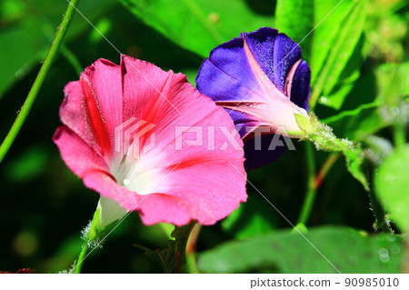 靛藍紅矮牛肉花(牽牛花、安芝牡丹、浪速仙光、沙子花、矮牽牛花、矮花、藍冬青) 靛藍紅矮牛肉花(牽牛花、安芝牡丹、浪速仙光、沙子花、矮牽牛花、矮花、藍冬青) 90985010