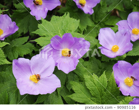 Glaucidium palmatum in Mt. Naeba flower field 90985116