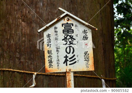 埼玉縣寄居鎮府府富宮神社神樹府府杉 埼玉縣寄居鎮府府富宮神社神樹府府杉 90985582