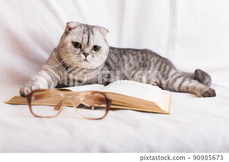 Cute cat plays with glasses and open books close up 90985673