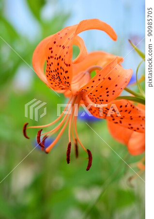 Tiger lily (Lily Kooni) 90985705