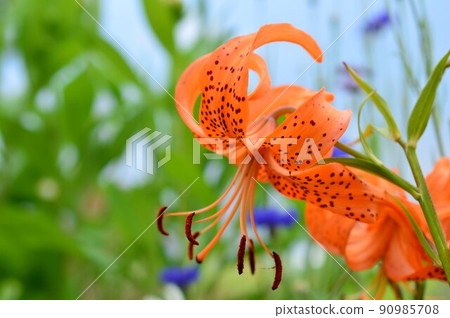 Tiger lily (Lily Kooni) Tiger lily (Lily Kooni) 90985708