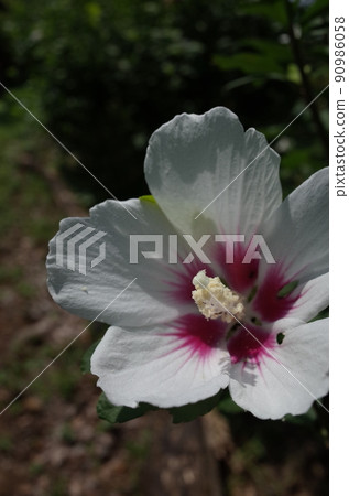 Mukuge flower (single bloom, white bottom red) Mukuge flower (single bloom, white bottom red) 90986058