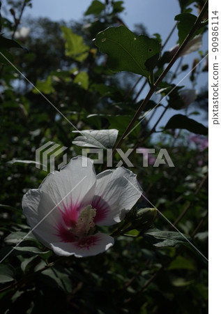 Mukuge花（單花，白底紅） 90986114