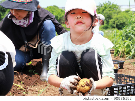 家庭收穫土豆 90986192