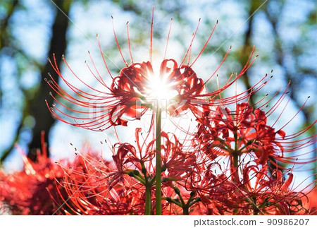 Cluster amaryllis that overlaps with the sun Cluster amaryllis that overlaps with the sun 90986207