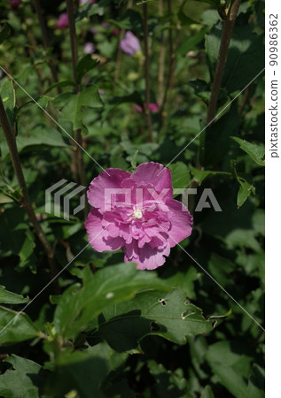 Mukuge flower (double-flowered, light pink) Mukuge flower (double-flowered, light pink) 90986362