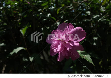 Mukuge flower (double-flowered, light pink) Mukuge flower (double-flowered, light pink) 90986395