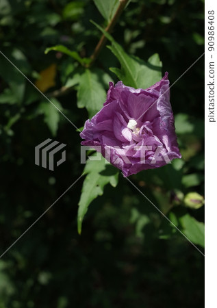 Mukuge flower (double-flowered, light pink) Mukuge flower (double-flowered, light pink) 90986408