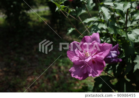 Mukuge flower (double-flowered, light pink) Mukuge flower (double-flowered, light pink) 90986455