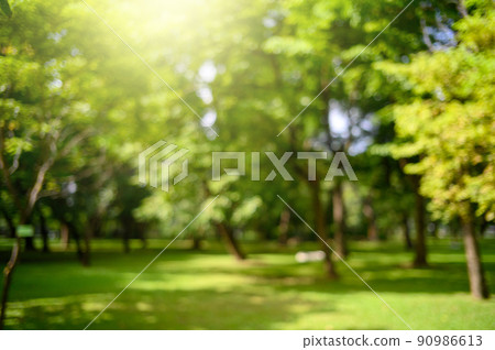 Blur blackground of trees in the park in summer 90986613