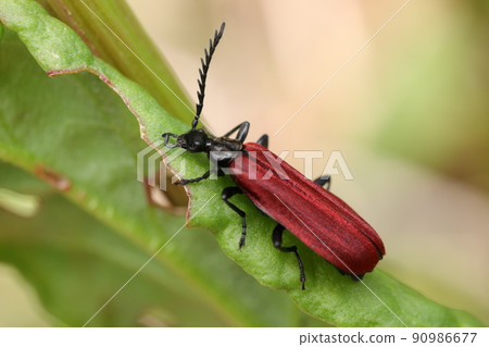 火色甲蟲伴侶 火色甲蟲伴侶 90986677