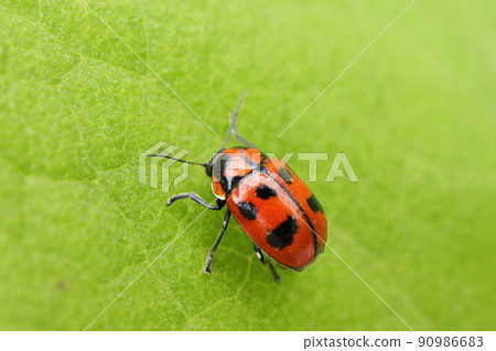 油煎麵包塊甲蟲 90986683