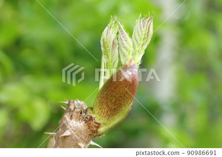 Tara bud 90986691