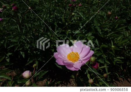 Button (light pink) Button (light pink) 90986858