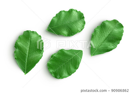Fresh carob leaves isolated on white background. Top view. Flat lay 90986862