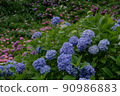 Hydrangea in full bloom 90986883