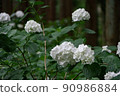 Hydrangea in full bloom 90986884